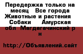 Передержка только на месяц - Все города Животные и растения » Собаки   . Амурская обл.,Магдагачинский р-н